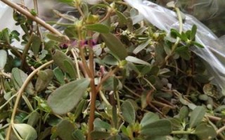 马齿菜哪里有卖（马齿菜哪里有卖的）