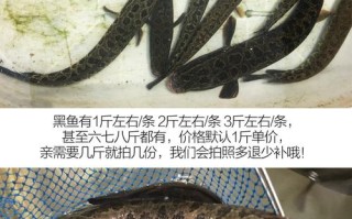 财鱼哪里的好（宜昌哪里黑鱼多）