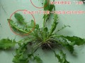 哪里吃荠菜（宝鸡哪有荠菜）