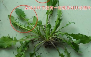 哪里吃荠菜（宝鸡哪有荠菜）