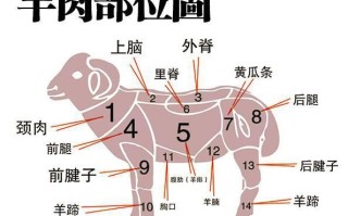 羊哪里的肉最嫩（羊肉哪个部位最嫩）