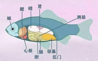 鱼肚子里的苦胆在哪里？用手掏时很容易破，如何解决,鱼苦胆在哪里图片