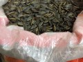 瓜子哪里好（瓜子哪里产的最多）