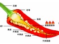 辣椒哪个部位最辣,辣椒哪里的最辣最出名