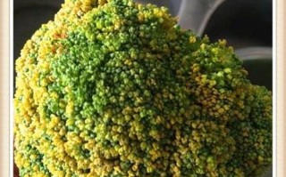 西兰花是哪里的（西兰花是哪一年出现的）