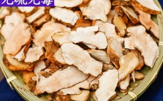 中药茯苓哪里最好（中药茯苓哪里最好用）