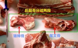 猪哪里的骨头最有营养（猪前腿和后腿哪个骨髓多）