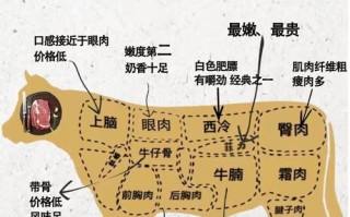 牛肉牛筋是哪个部位的肉,牛肋肉是哪里的肉啊