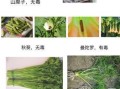 蔬菜哪里有毒（有毒的蔬菜有哪些）