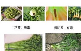 蔬菜哪里有毒（有毒的蔬菜有哪些）