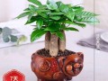 发财猪放在哪里好（发财树放在办公室什么位置好）