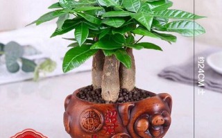 发财猪放在哪里好（发财树放在办公室什么位置好）