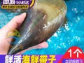 海带子哪里好（贝尖是什么海鲜）
