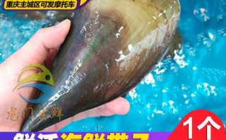 海带子哪里好（贝尖是什么海鲜）