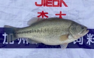 哪里产鲈鱼（鲈鱼是什么地方产的好）
