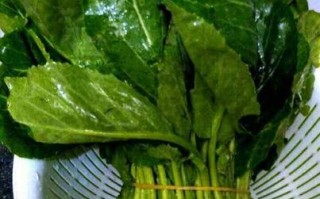 橄榄菜哪里长的（橄榄菜哪里长的最多）
