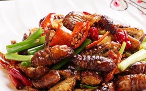 炸蝉蛹是哪里（炸蝉蛹是哪里的美食）