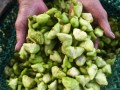 菱角是哪个部位,菱角是长在哪里的图片