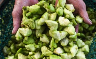 菱角是哪个部位,菱角是长在哪里的图片