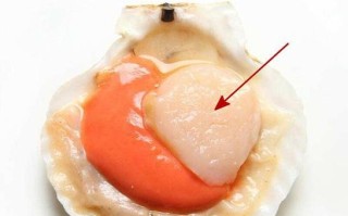 吃扇贝的哪里（扇贝哪里不能吃）