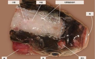 鱼头吃哪里（鱼头哪些部位不能吃鱼头什么部位不能吃）