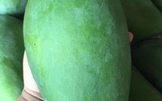 大青芒哪里的最好（哪里的青芒好吃）
