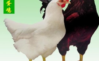 鸡牌子怎么样（罗曼鸡的优缺点）