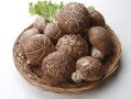 香菇根是哪里（香菇根是哪里的特产）