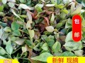 哪里有乌饭叶买（乌饭叶哪里有卖）