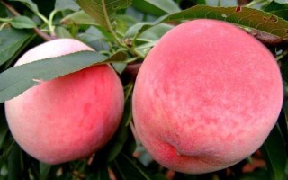 桃子在产于哪里（桃子在产于哪里生长）