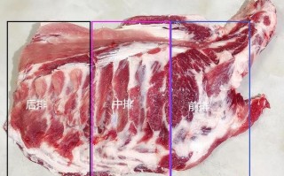劲排是哪里（劲排是什么排骨）