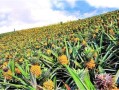 菠萝哪里（菠萝产地最好的是哪里）