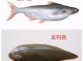龙利鱼是哪里产的（清江鱼与龙利鱼区别）