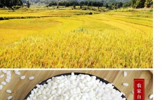 山西哪里产江米（馏米是什么）