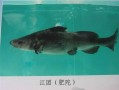 草鱼哪里好吃（草鱼、江团、清江鱼、鲶鱼、野生鲶鱼、黑鱼哪个好吃）