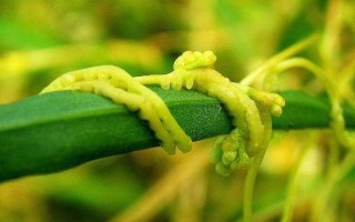 菟丝子哪里有家种（一亩地能产多少斤菟丝子）