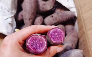 紫薯在哪里买（紫薯怎么快速获得）