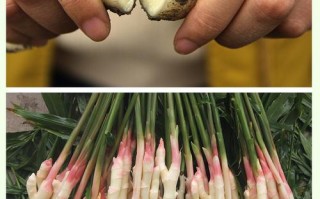 四川嫩姜几月份买最嫩,嫩姜哪里有卖的啊