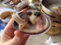 天鹅蛋哪里不能吃（天鹅蛋哪里不能吃图解）