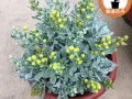 雪芙蓉的养殖方法,雪芙蓉怎么样才能开花