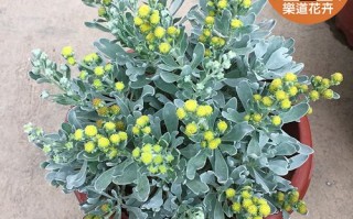 雪芙蓉的养殖方法,雪芙蓉怎么样才能开花
