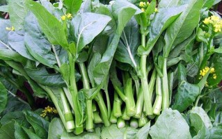 菜心吃哪里（只能吃里面的芯的菜是什么）