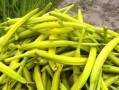 黄花菜哪里不能吃（为什么开花的黄花菜不能吃）