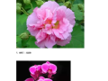 鲜果唯怎么样（问一下代表霸气的花语花有哪些）