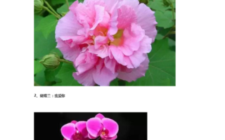 鲜果唯怎么样（问一下代表霸气的花语花有哪些）