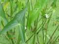 茨菇产地,慈姑在哪里生长