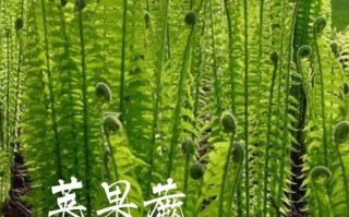 荚果蕨哪里能吃（荚果蕨能长多高）