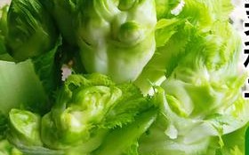罐罐菜是哪里的（罐罐菜是什么蔬菜）