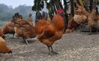 鸡肉哪里买（哪里可以买到正宗的土鸡:就是那种农民养的鸡，吃稻谷、吃玉米、吃菜的鸡）