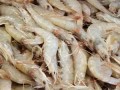 新鲜基围虾哪里买（鲜活基围虾批发）